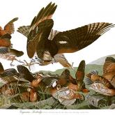 Самая дорогая книга